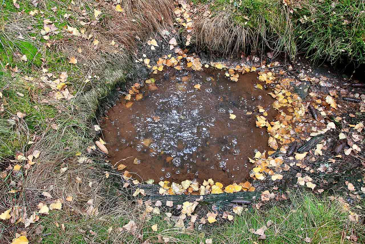 Kohlendioxidquelle-im-Gelenberger-Wald