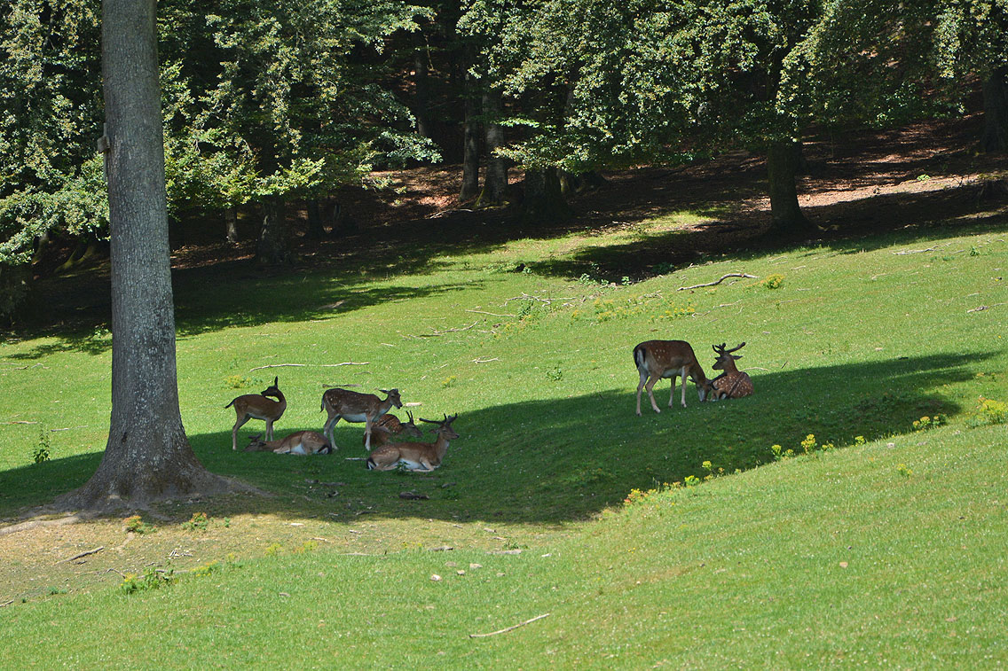 Eifelpark Gondorf Wild- und Freizeitpark