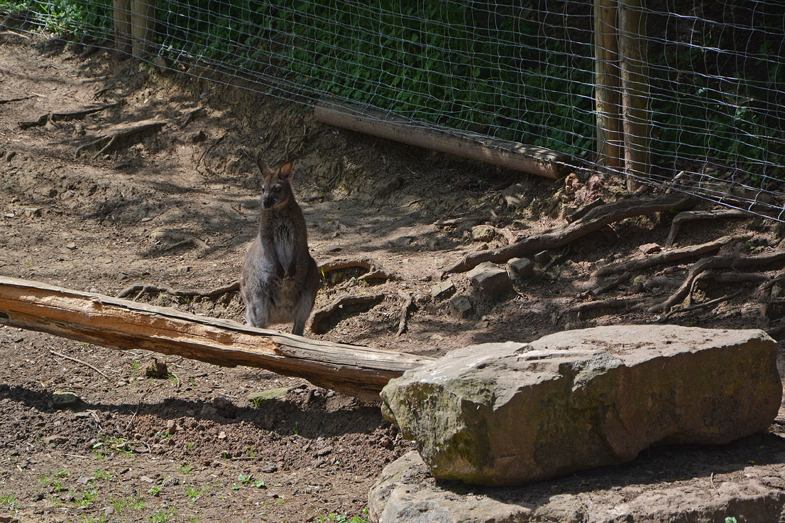 Eifelpark Gondorf Wild- und Freizeitpark