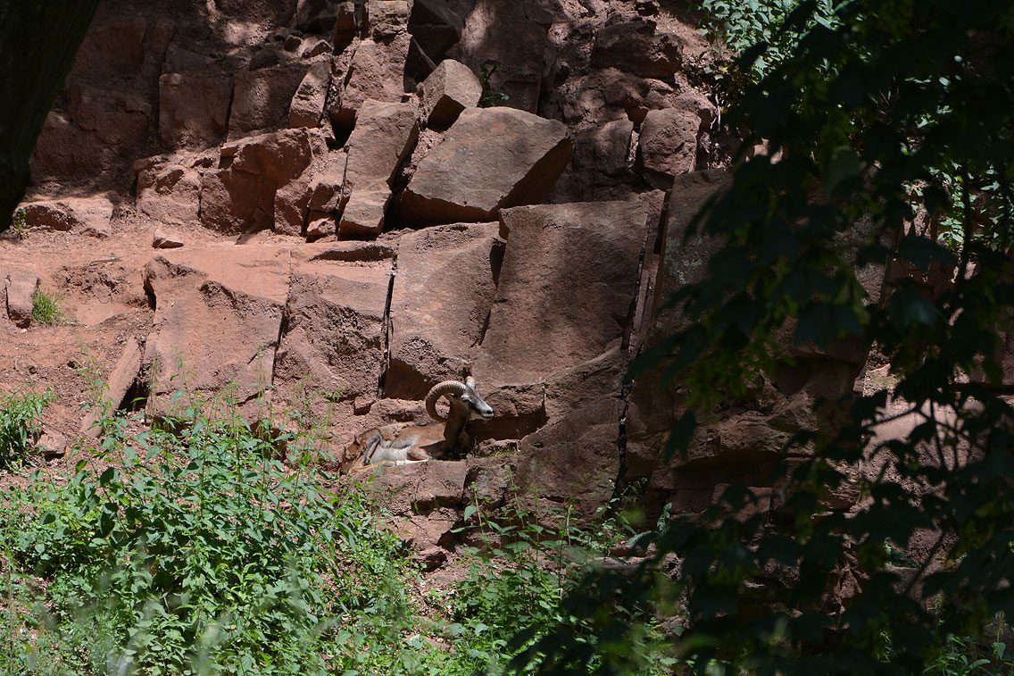 Eifelpark Gondorf Wild- und Freizeitpark