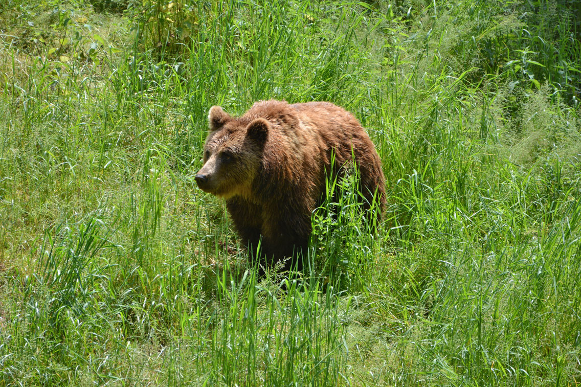 Eifelpark Gondorf Wild- und Freizeitpark
