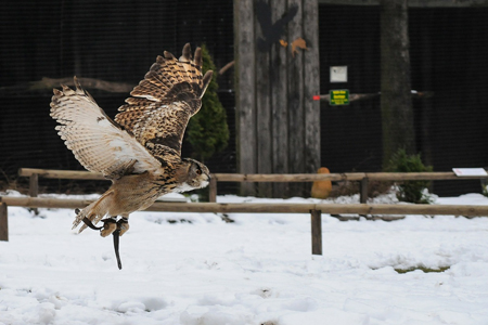 Hellenthal owl 171658 1280