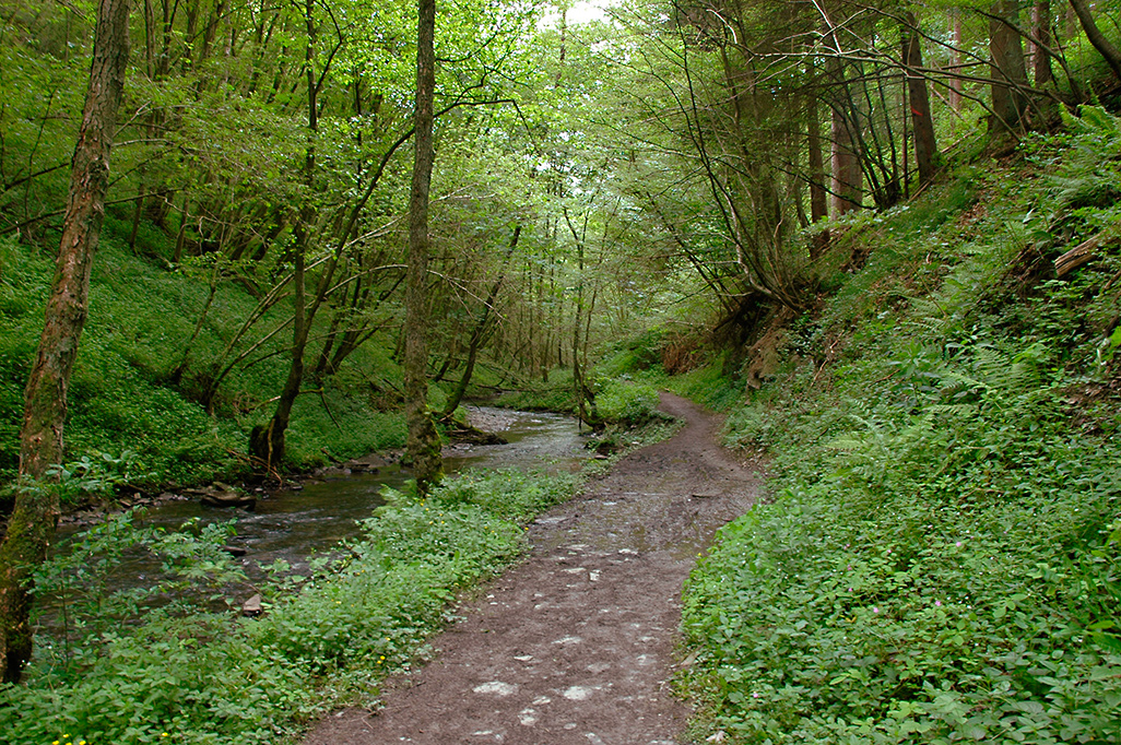 Endertbachtal Cochem Zufluss der Mosel