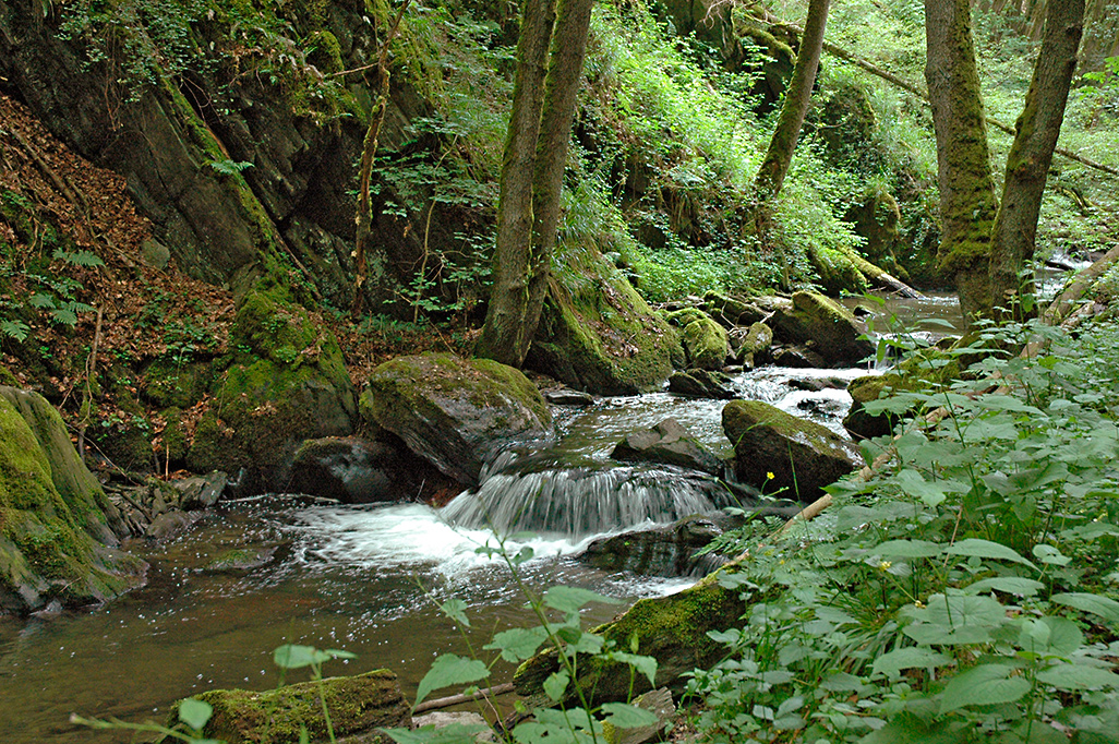 Endertbachtal Cochem Zufluss der Mosel