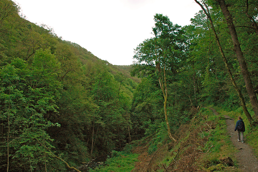 Endertbachtal Cochem Zufluss der Mosel